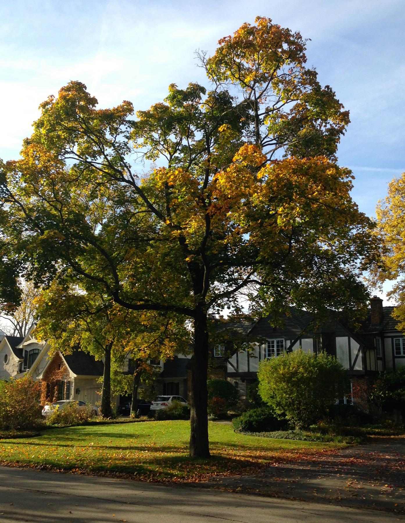 Norway Maple