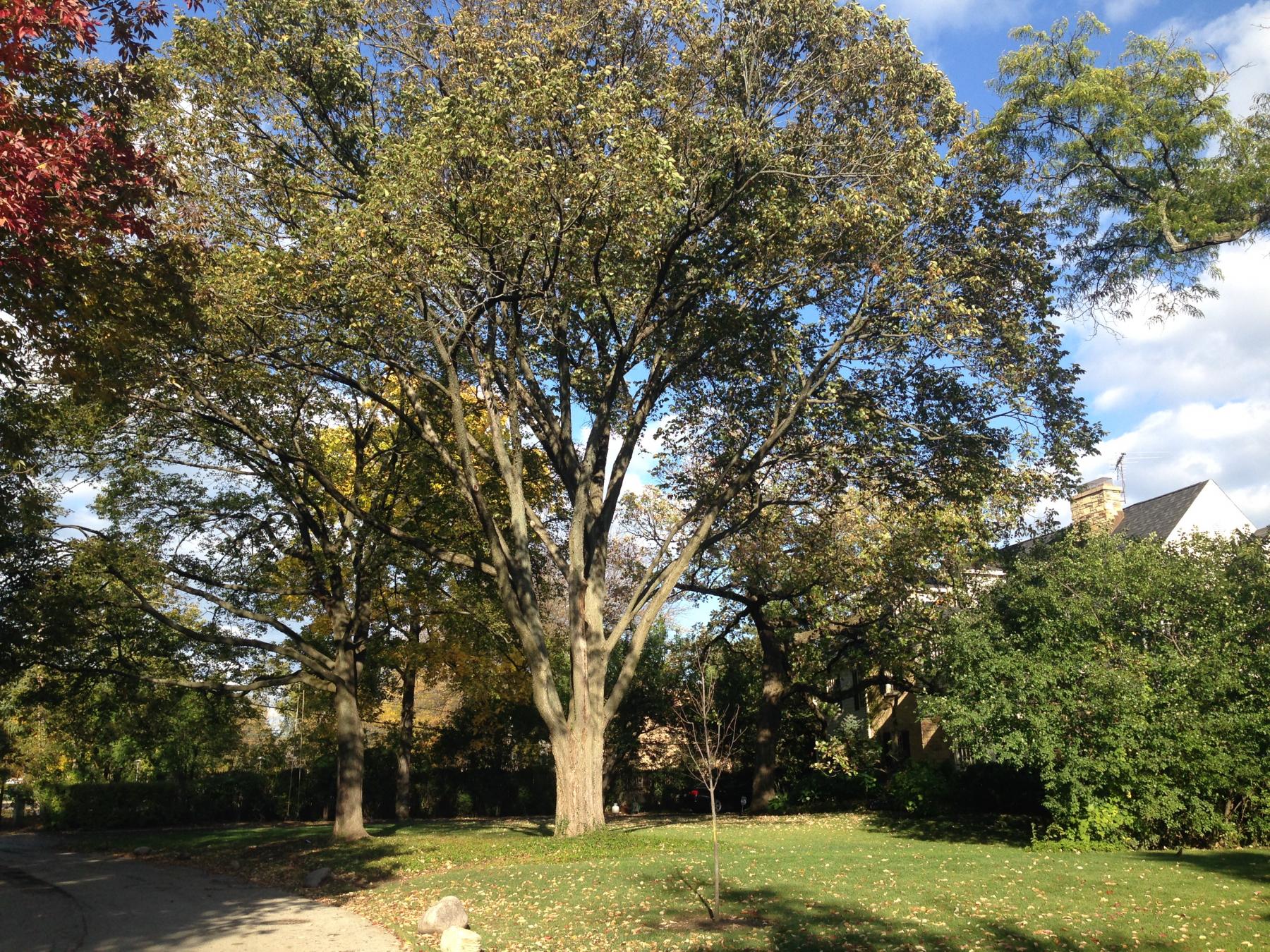 Siberian Elm