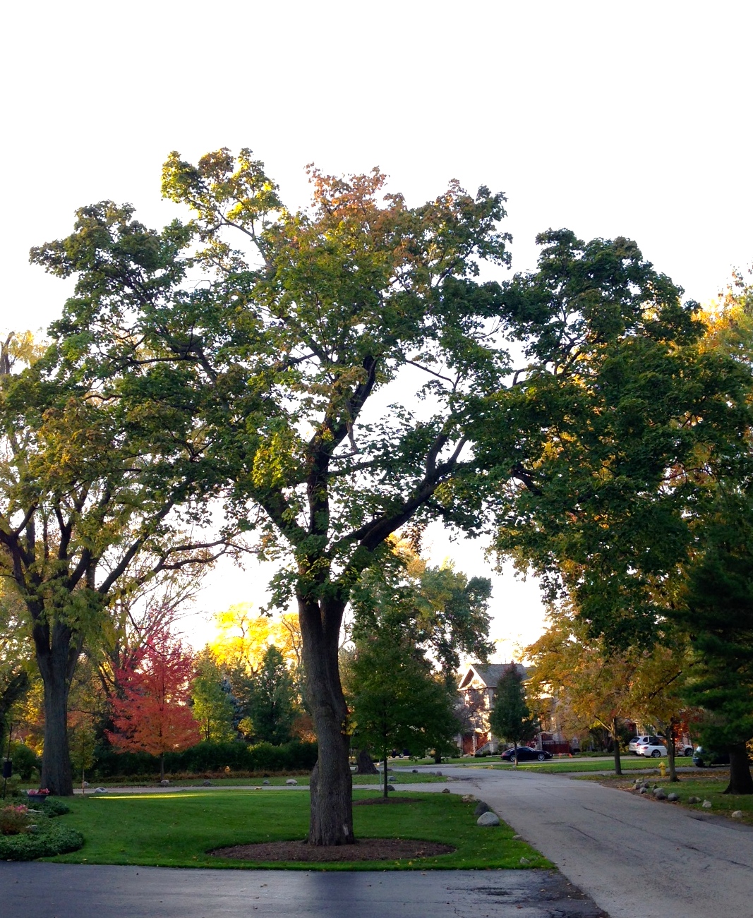 Norway Maple